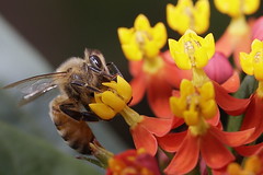 Bees and Wasp