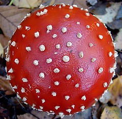 Fungi A to C - Moulismes Nature