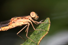 Lestidae (Spreadwings) ചേരാചിറകന്മാർ 