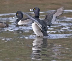 Ring Necked Duck 2018-15