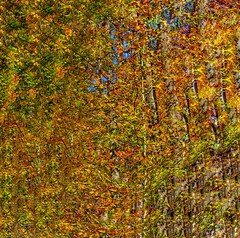 Autumn Foliage / NCR Trail / 11/4/18