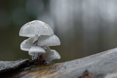 zwammen - fungi