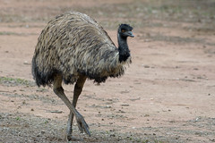 Emu : Dromaius novaehollandiae