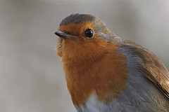 UK Wildlife-Birds
