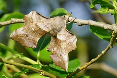 Poplar Hawk moth