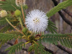 FABACEAE-MIMOSOIDEAE - Mimosa oedoclada