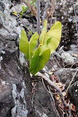 ARACEAE - Philodendron wullschlaegelii