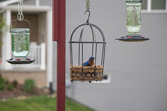 Birds at the Feeders