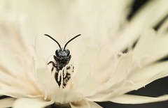 Wasps & Friends (Hymenoptera)