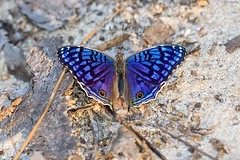 Madagascar 2018 - Lepidoptera