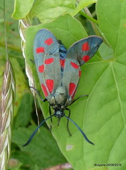 Balkan Moths