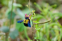 Madagascar 2018 - Hymenoptera
