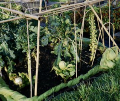 VEGETABLES AND PLANTS