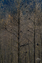 Squamish Valley Eagles