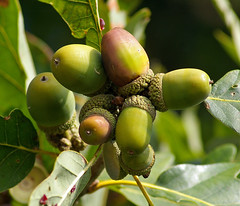 Baum- und Strauchfrüchte / Tree Fruits