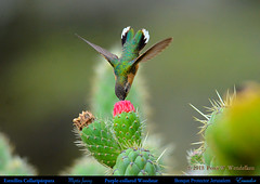 Birds of Bosque Protector Jerusalem, Ecuador