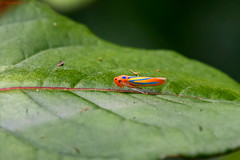 Madagascar 2018 - Homoptera