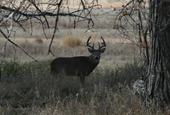 RMANWR White-tailed Deer 11/8/18