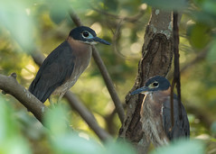 Gambian Birds