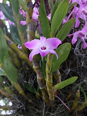ORCHIDACEAE - Dendrobium nobile