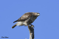 Red-tailed Hawk KI 18