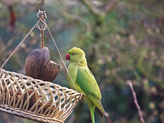 Halsbandsittiche / Red Ringed Parakeets 