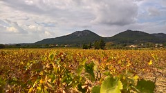 Vignes de Provence #HDR