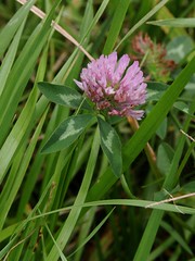 FABACEAE-FABOIDEAE - Trifolium pratense