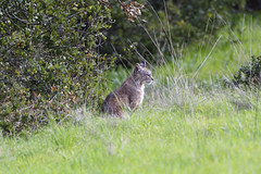 Lynx rufus (Bobcat)