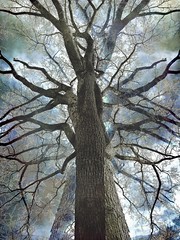 The Elm tree