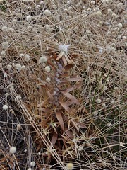 ERIOCAULACEAE - Syngonanthus caulescens