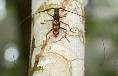 Borneo: Cerambycidae