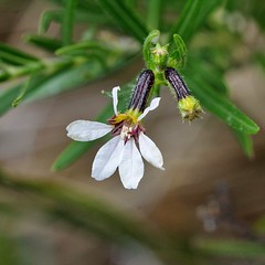 LYTHRACEAE - Cuphea cunninghamiifolia