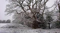 Snowy Cheltenham, 1st February 2019