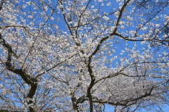Blossoms against the sky