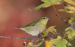 Tennessee warbler plumages