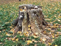 Stumps, Snags, Tree Bark, Mushrooms 