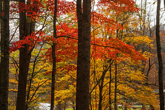 Fall foliage in Avery County, NC