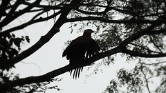 Gavião-velho - Black-collared Hawk