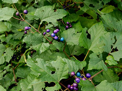 Vitaceae (Grape family)