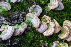 Fungi, Lichen, Moss