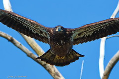 Eagles of Montezuma Wildlife Refuge