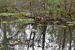 Florida Corkscrew Swamp