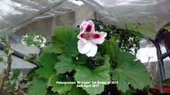 Pelargoniums 2017 (1)
