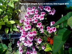Pelargoniums 2010