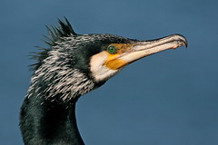 Cormorants and Shags - Phalacrocorax spp. - Kormorane