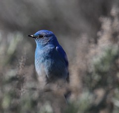 Birds of Central WA