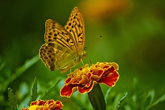 Butterflies_Insects_and their interactions with nature