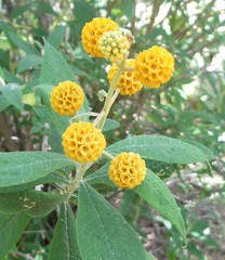 Buddlejaceae
