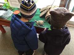 Two toddlers and a turtle